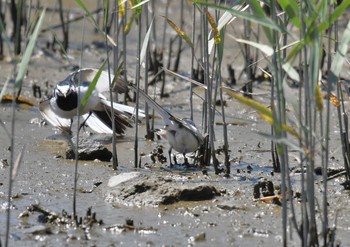 White Wagtail Kasai Rinkai Park Sat, 5/5/2018