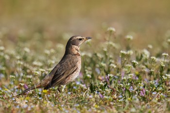 Naumann's Thrush 大室公園 Sat, 3/11/2023