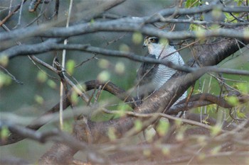 Eurasian Goshawk Unknown Spots Unknown Date