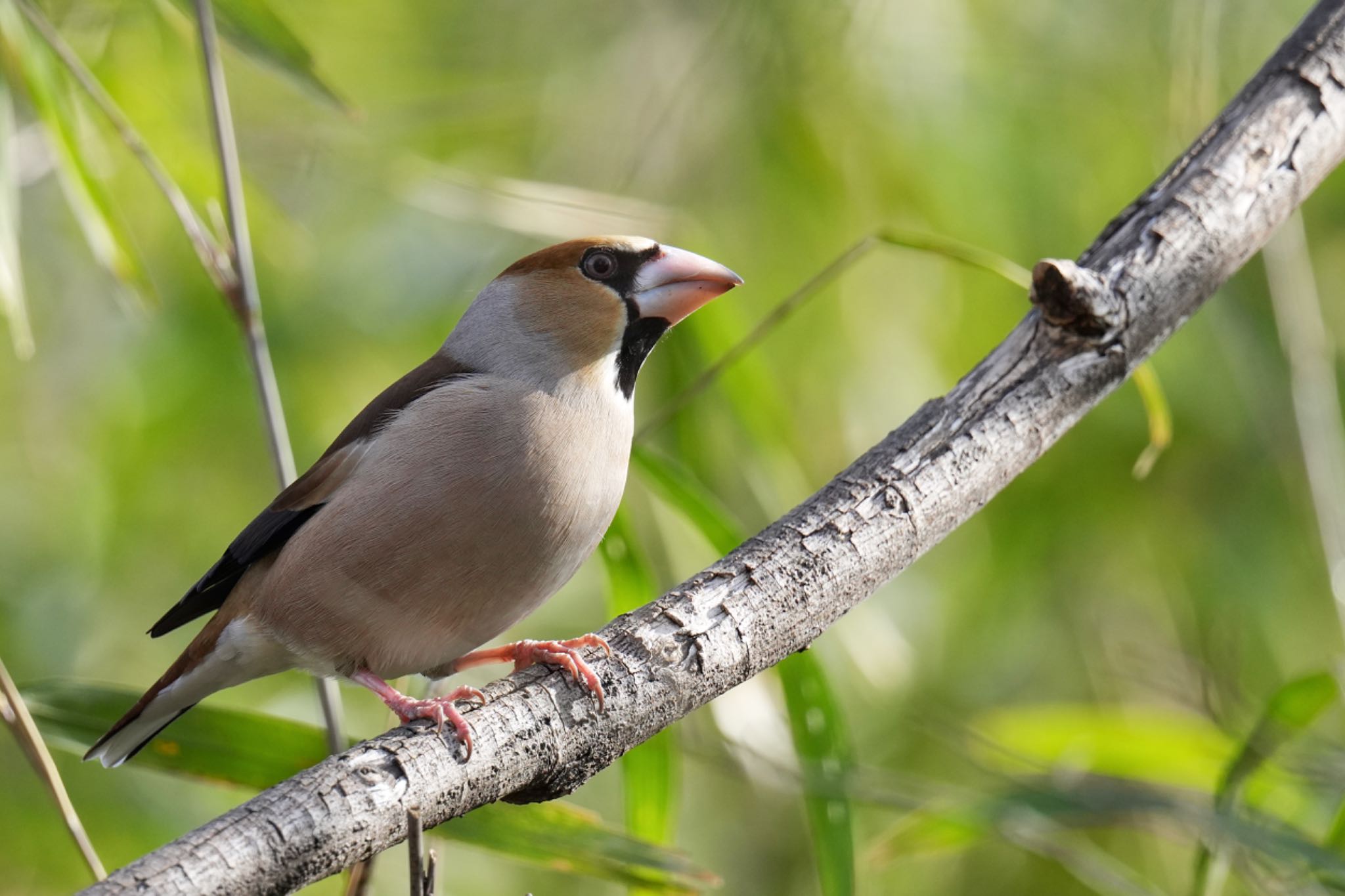 Photo of Hawfinch at 大室公園 by アポちん