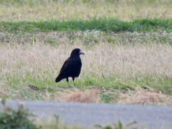 2023年3月13日(月) 隠岐(島根県)の野鳥観察記録