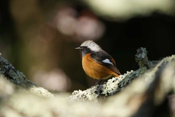 Daurian Redstart Matsue Castle Mon, 3/13/2023