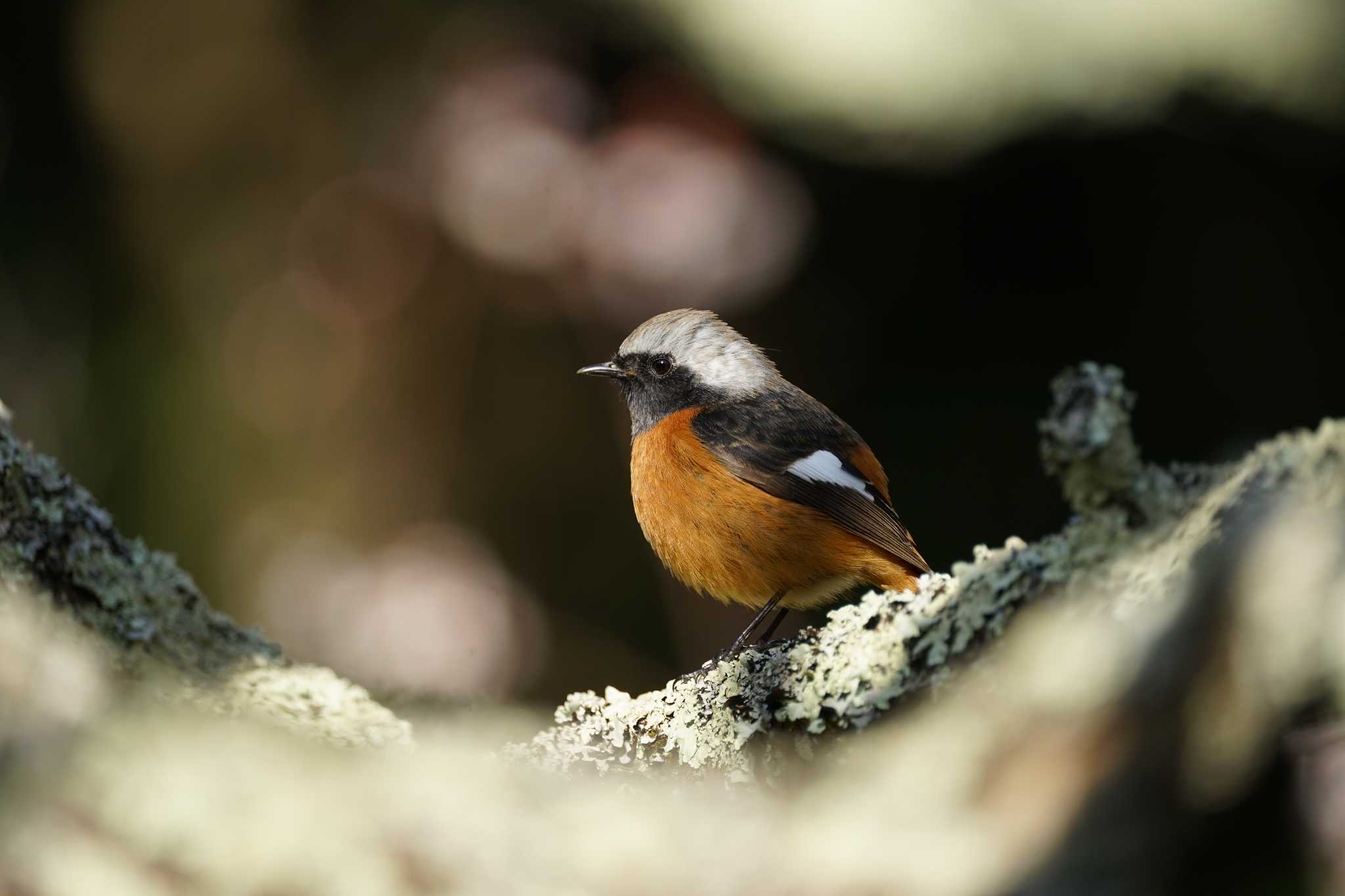 Daurian Redstart