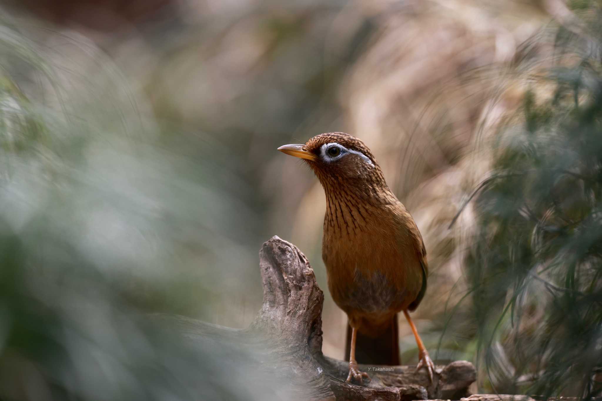 Photo of Chinese Hwamei at Asaba Biotope by 八丈 鶫