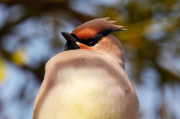 Japanese Waxwing 大室公園 Sat, 3/11/2023