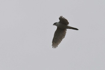 Eurasian Goshawk Mizumoto Park Mon, 3/13/2023