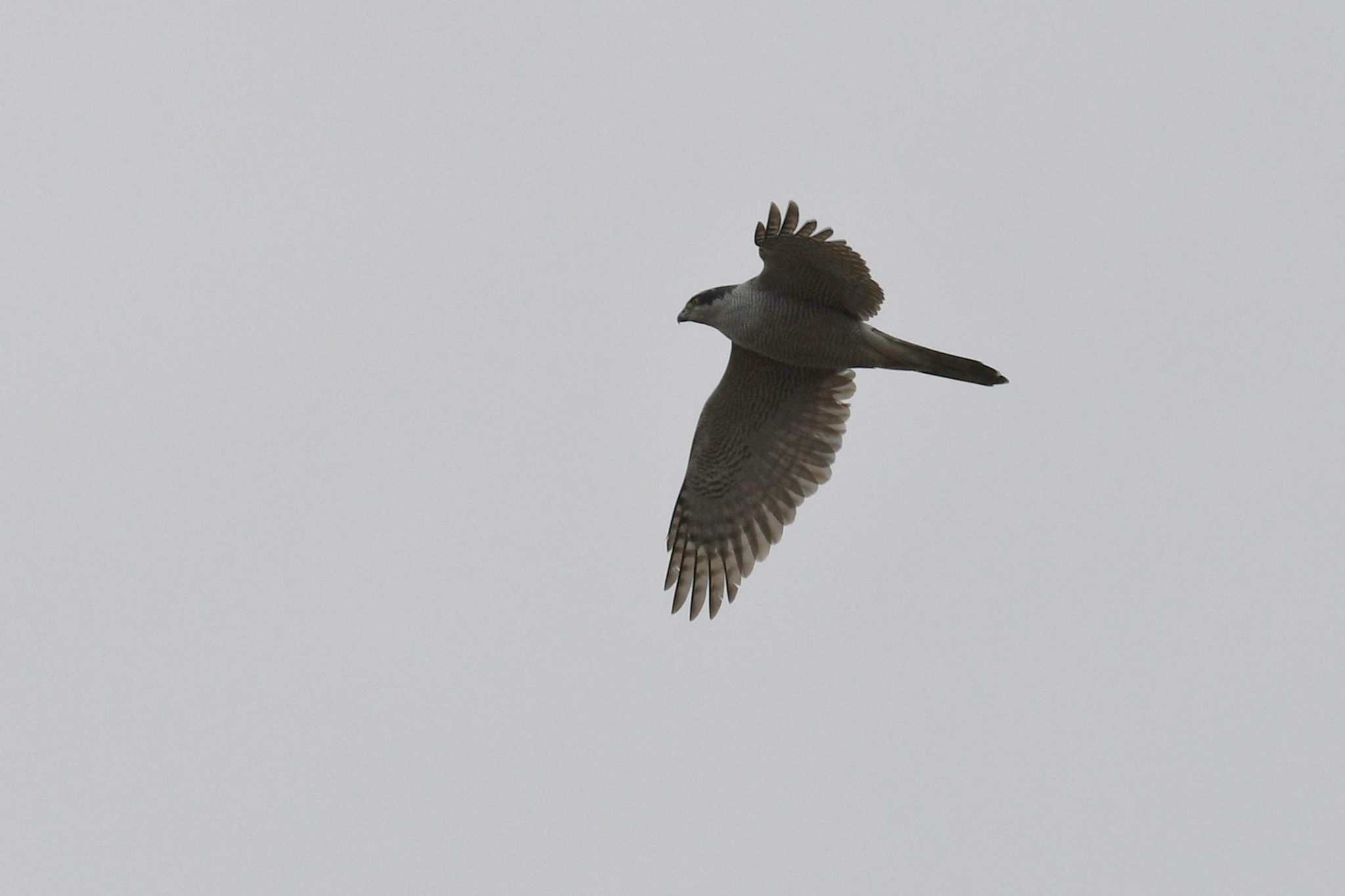 Eurasian Goshawk