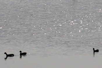 オオバン 大阪南港野鳥園 2023年3月11日(土)