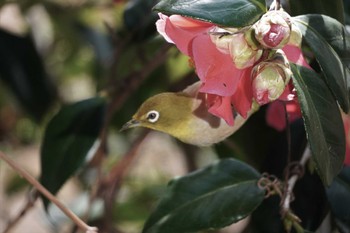 2023年3月11日(土) 大阪南港野鳥園の野鳥観察記録