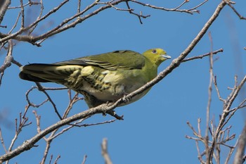 アオバト 日岡山公園 2023年3月12日(日)