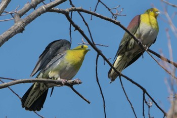 Sun, 3/12/2023 Birding report at 日岡山公園