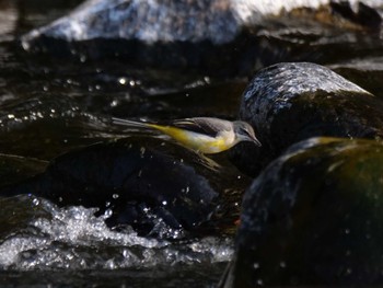 キセキレイ 一級河川荒川上流 2023年3月7日(火)