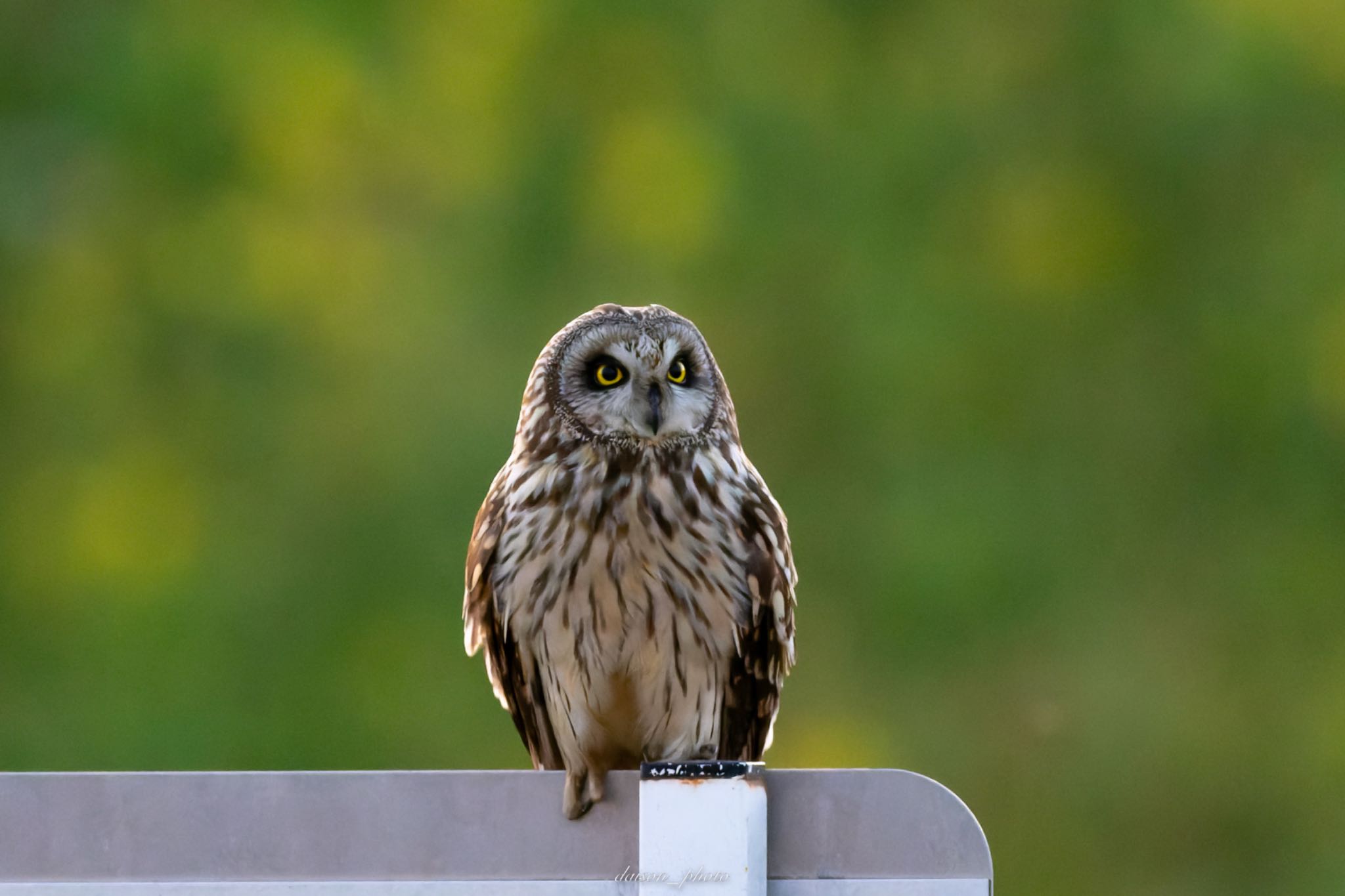 Short-eared Owl