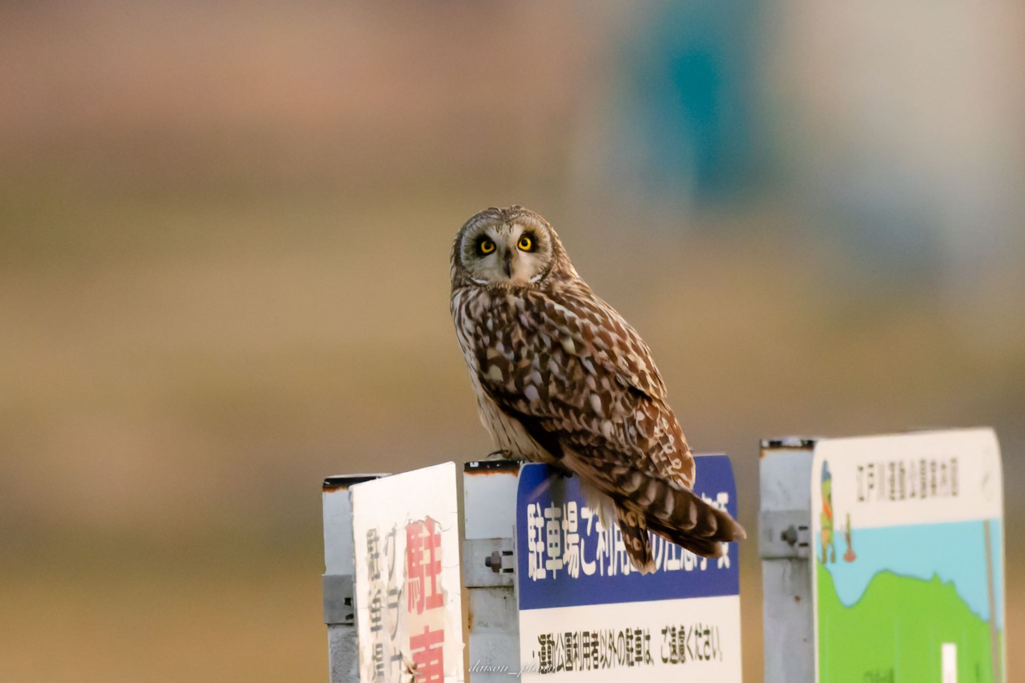 Short-eared Owl