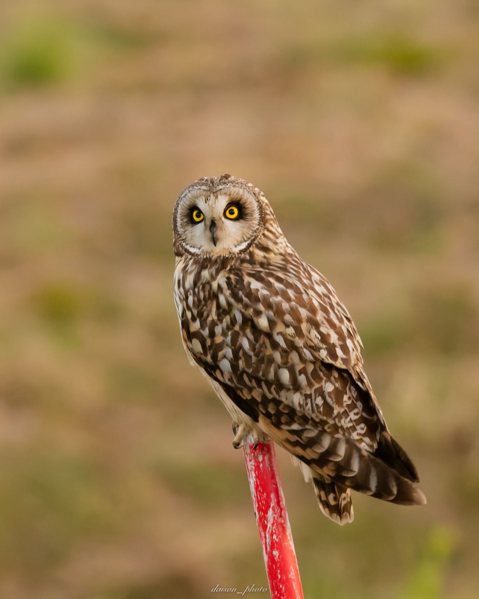 Short-eared Owl