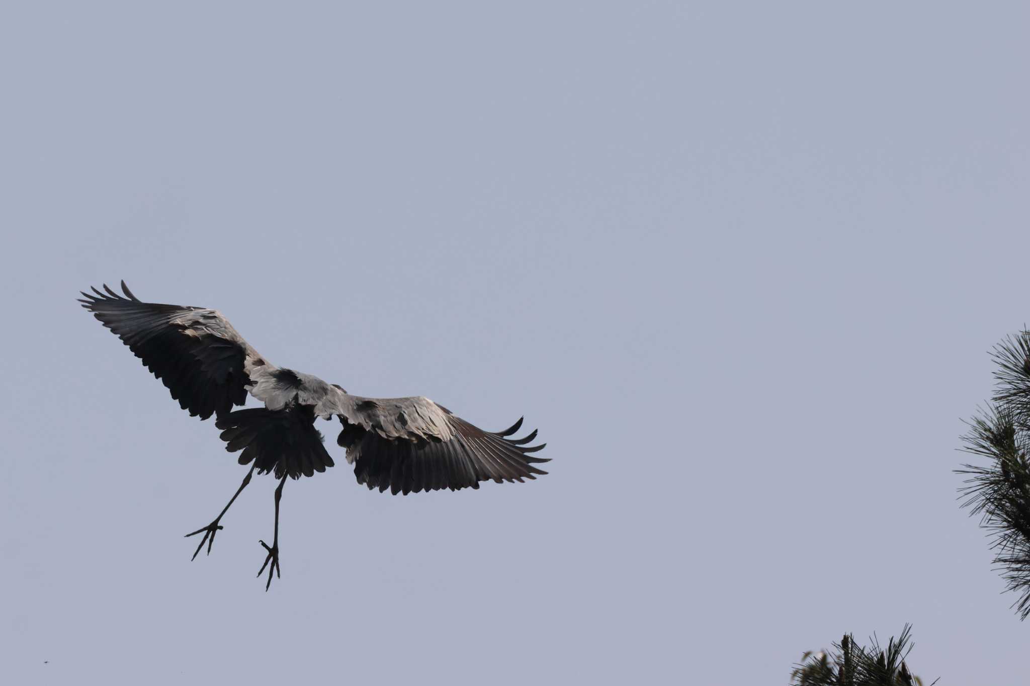 Grey Heron