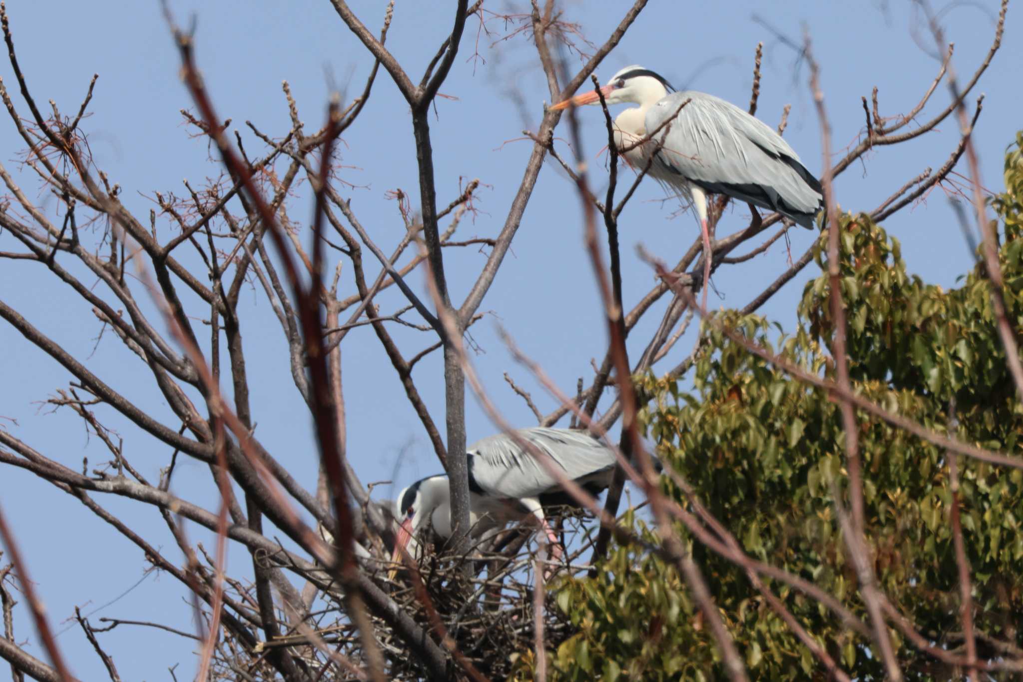 Grey Heron