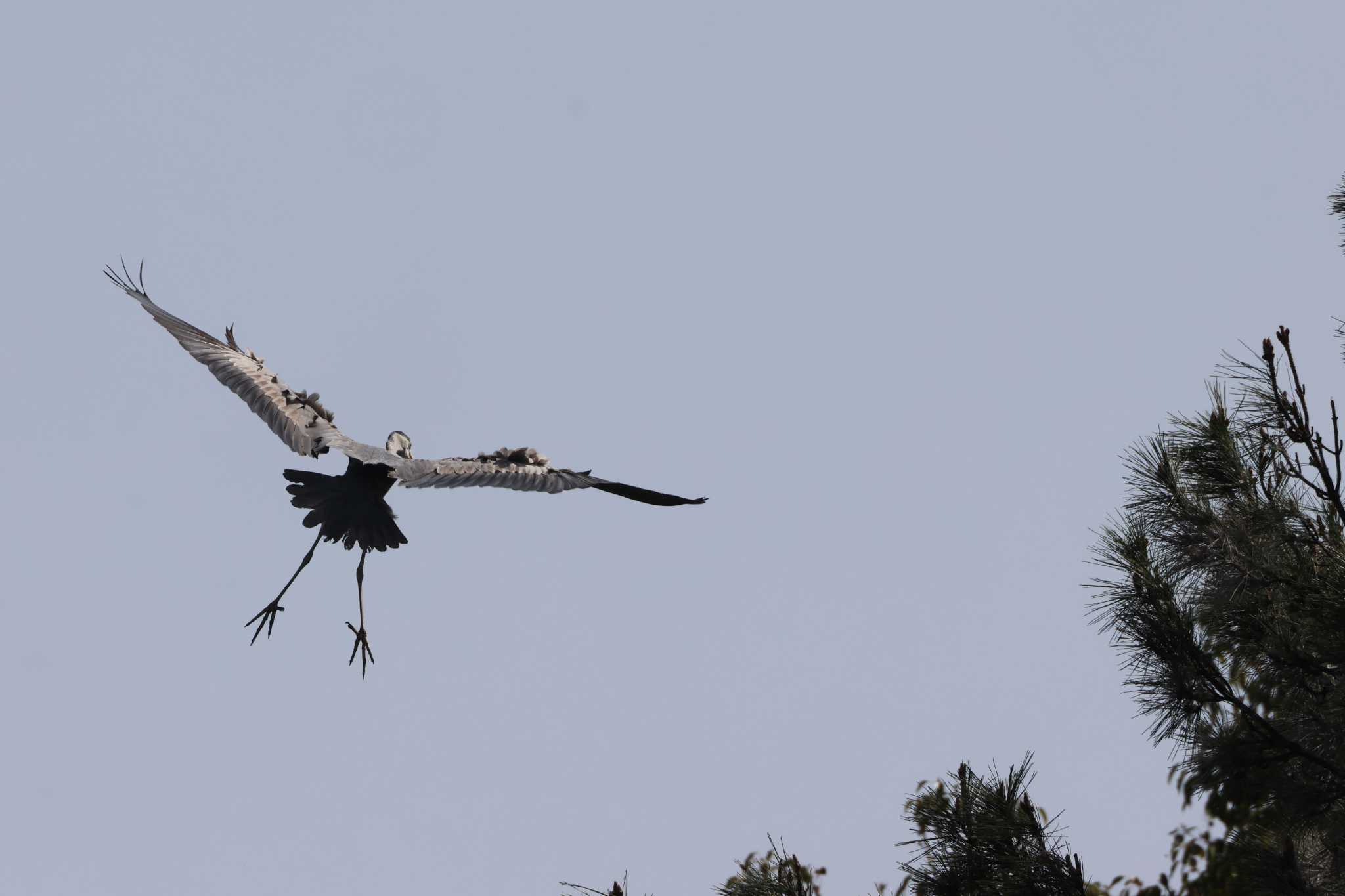 Grey Heron