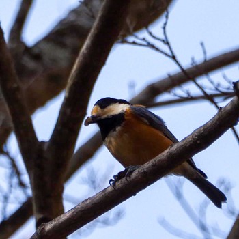 Varied Tit 金時山 Sat, 3/11/2023