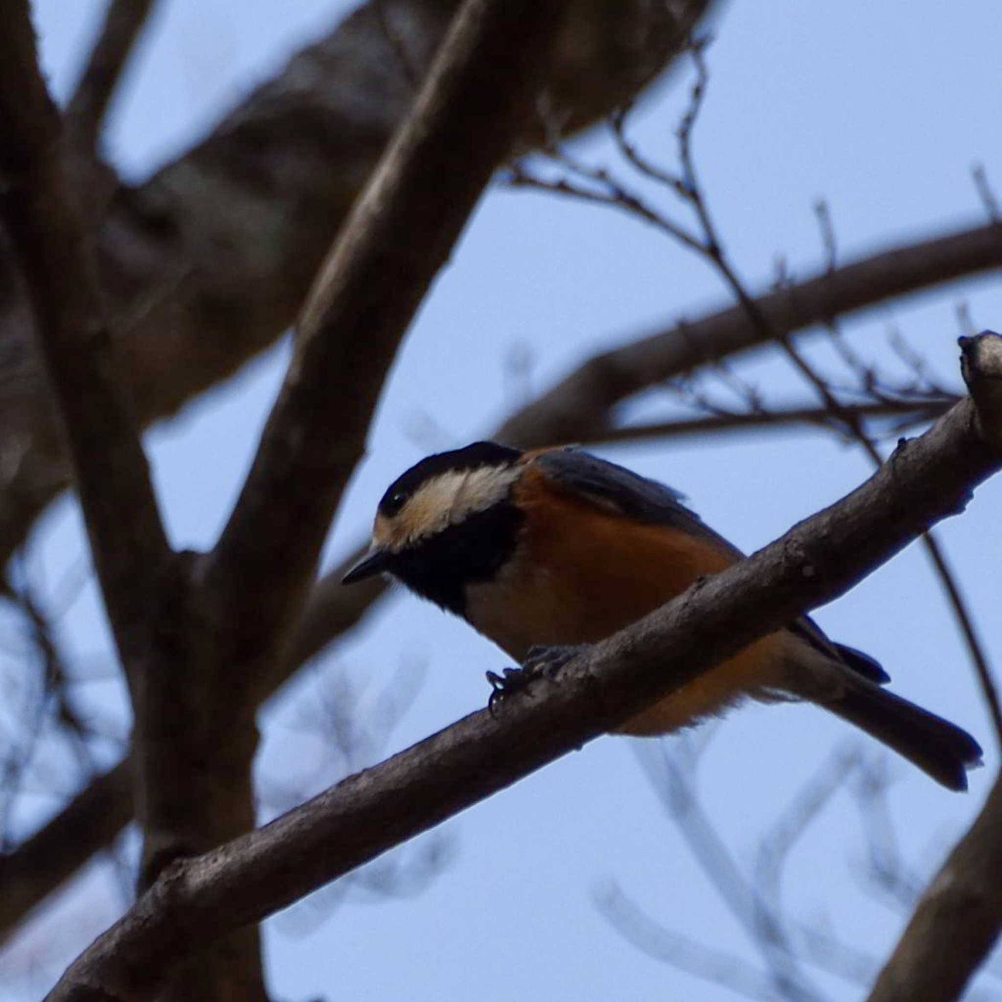 Photo of Varied Tit at 金時山 by Mr.Quiet