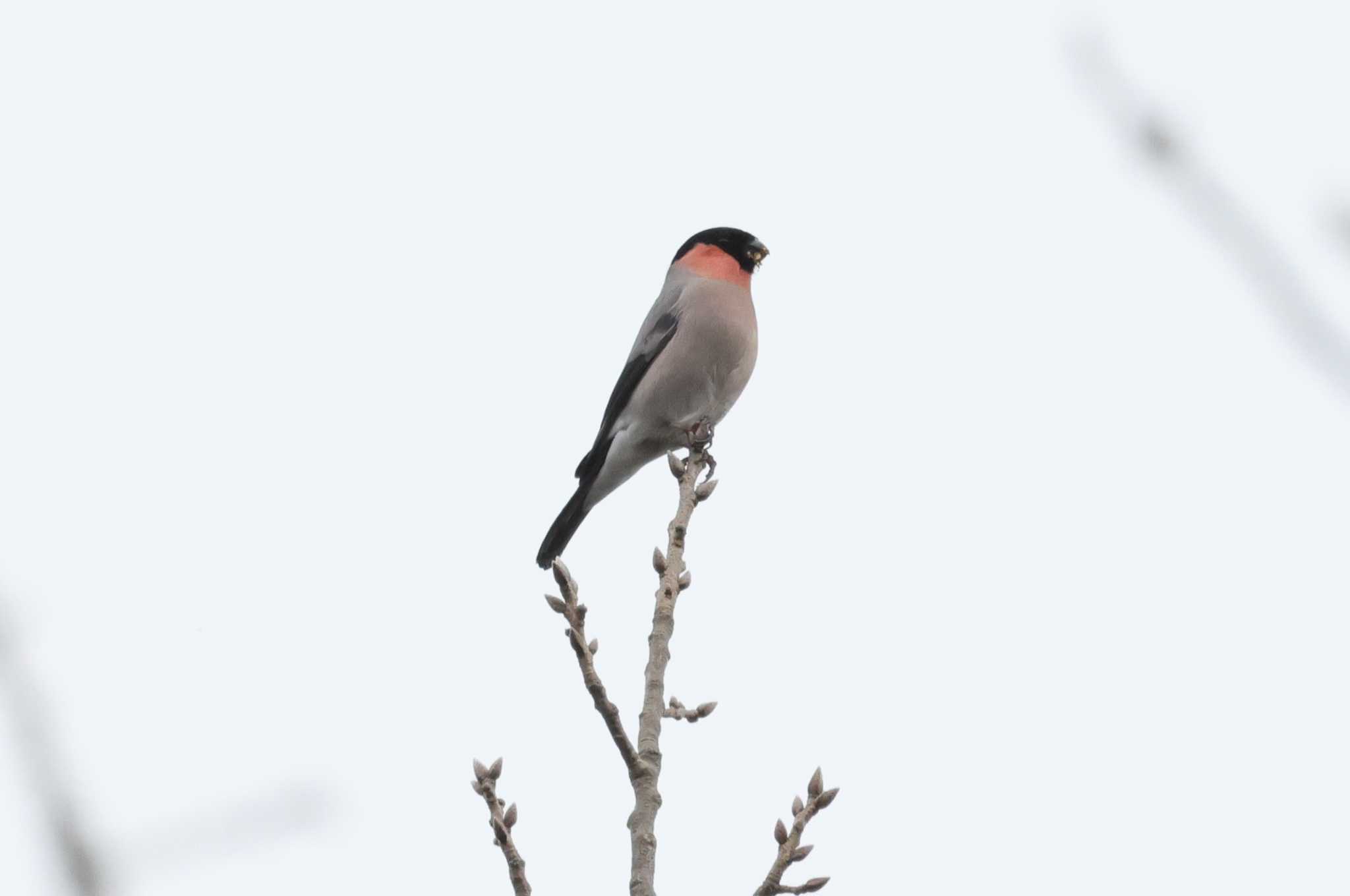 Photo of Eurasian Bullfinch at 幸田 by toshi