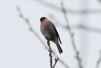 Eurasian Bullfinch 幸田 Sun, 3/5/2023