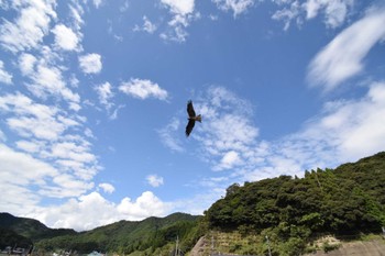 Black Kite 京都府 Mon, 9/21/2020