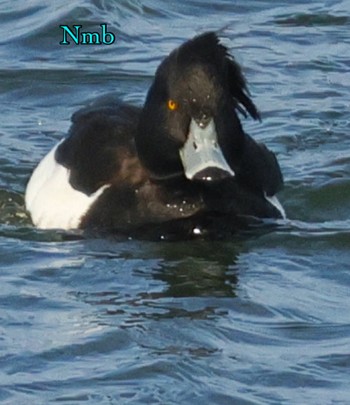 Tufted Duck Unknown Spots Unknown Date