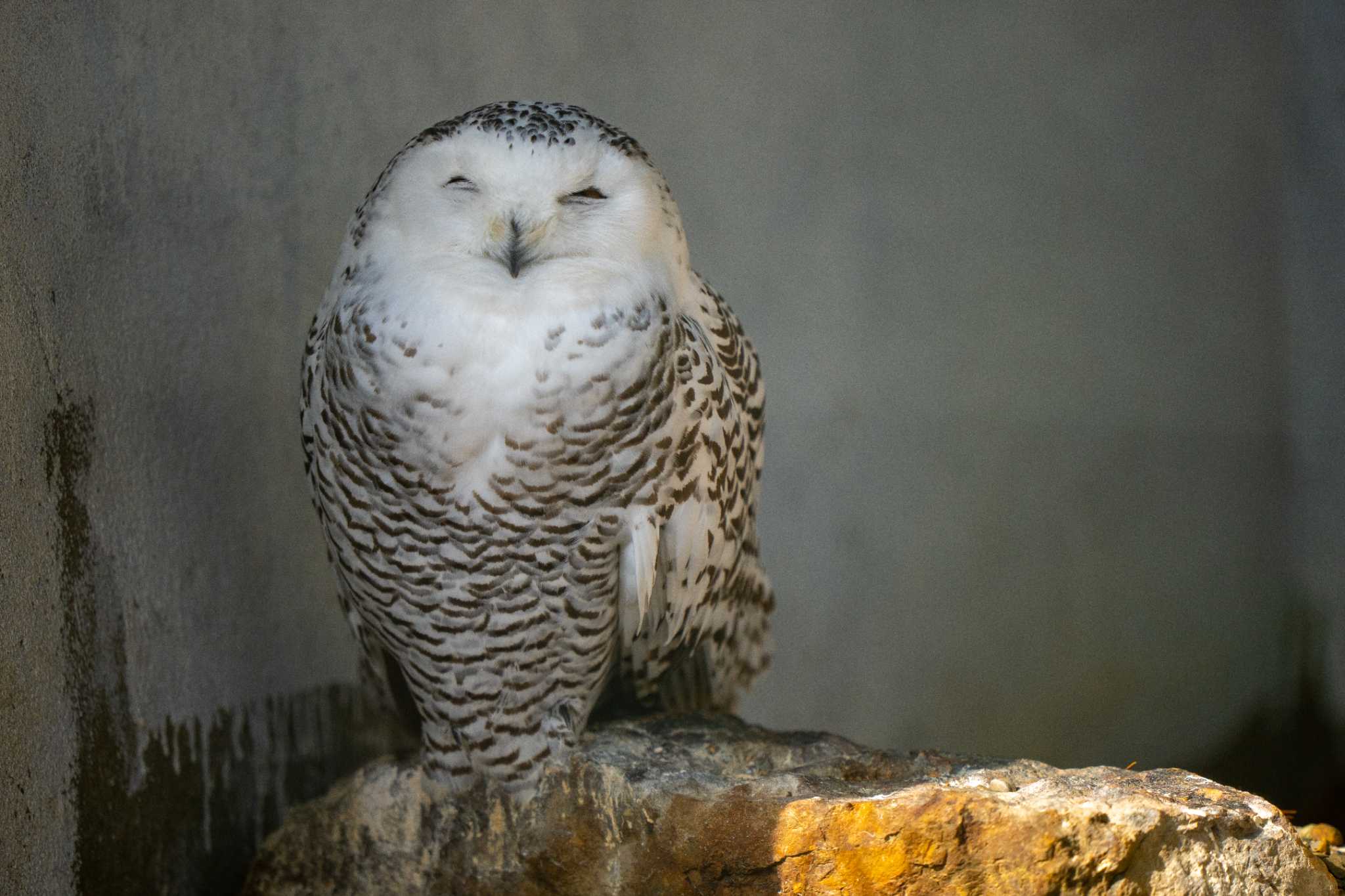 Photo of Snowy Owl at  by Chacoder