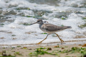 キアシシギ 魚住海岸 2018年5月4日(金)