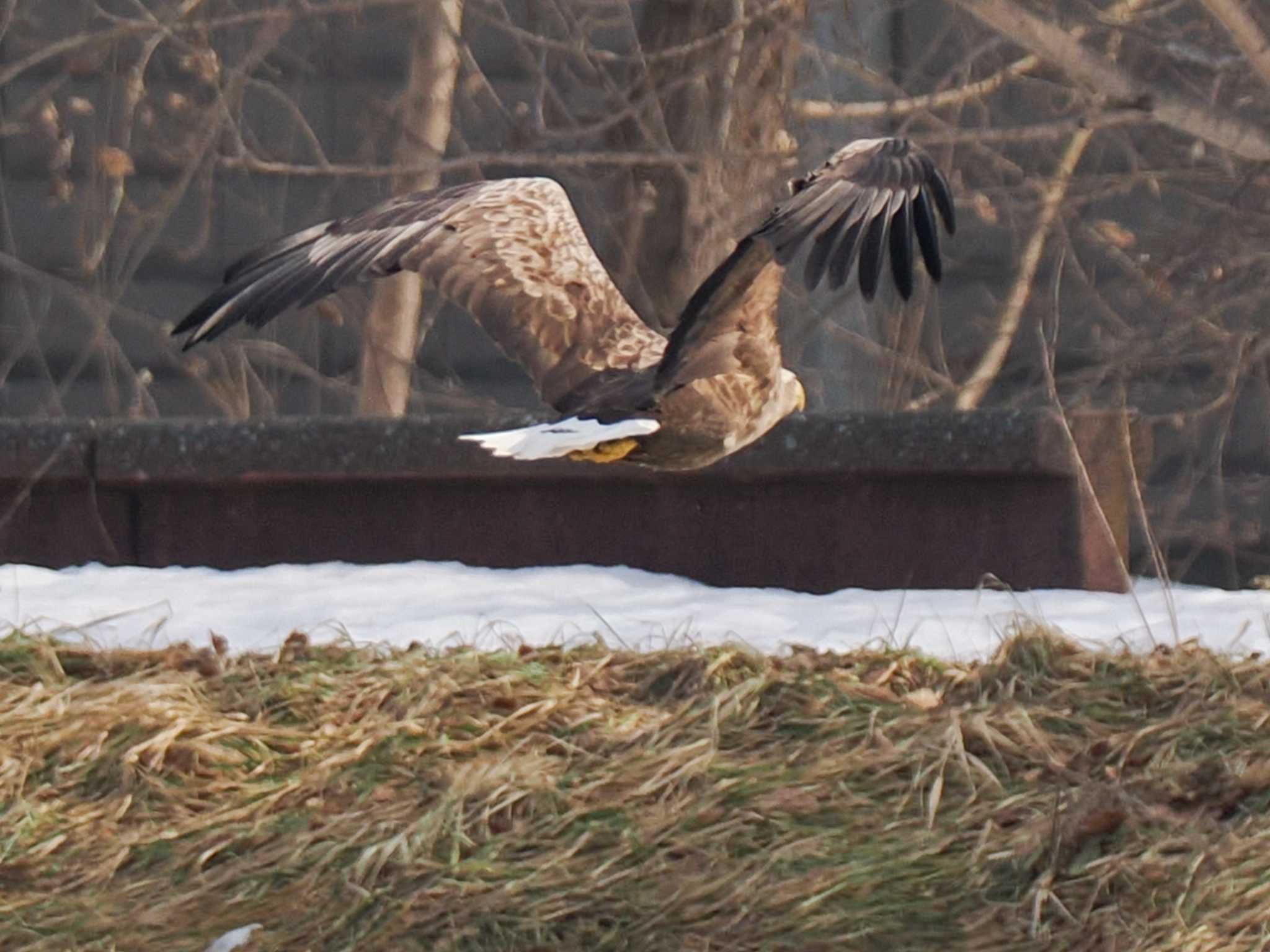 White-tailed Eagle