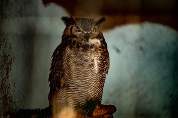 Great Horned Owl