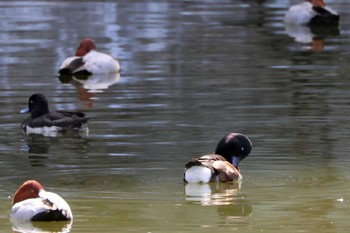 アカハジロ 名城公園 2023年3月11日(土)