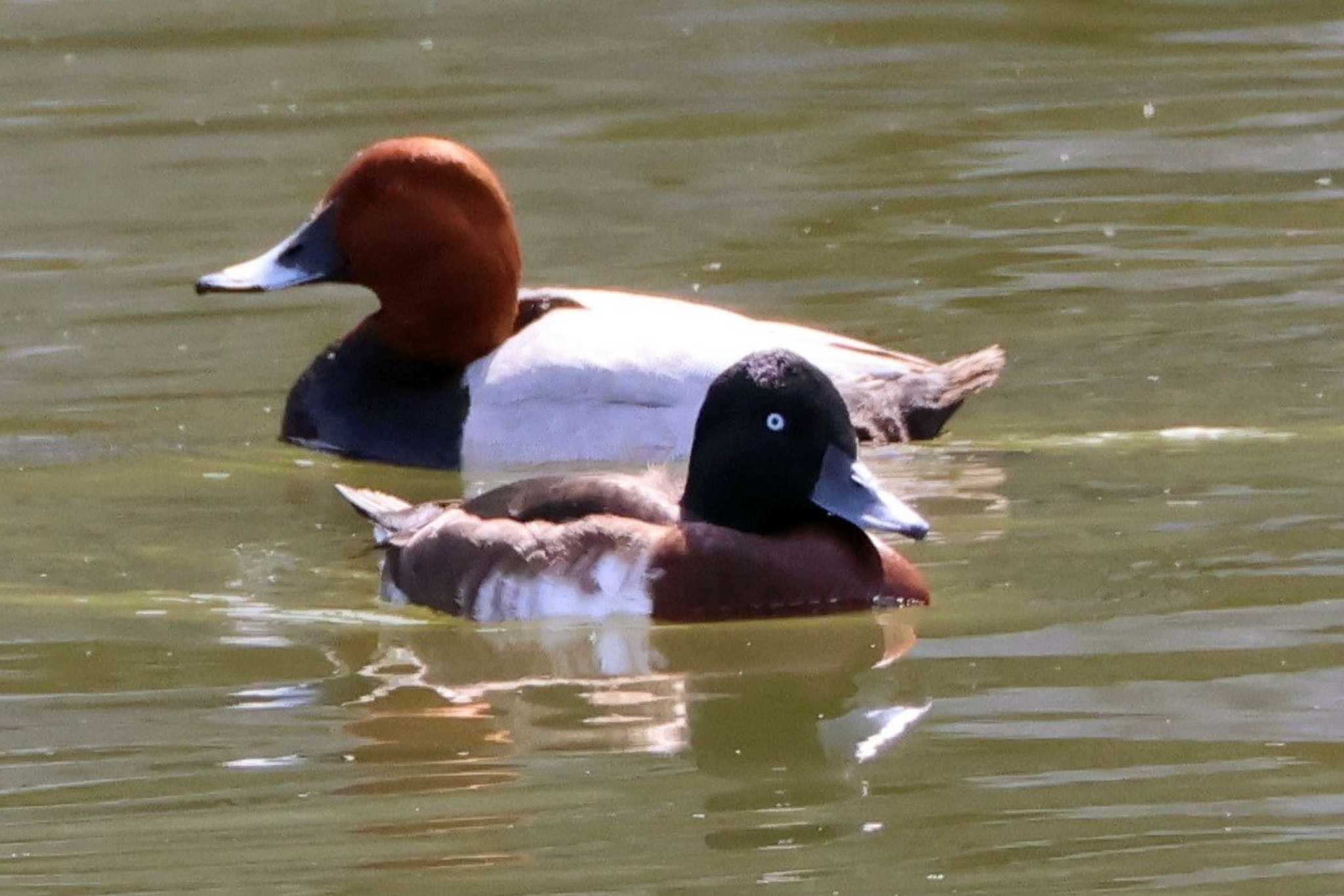 Baer's Pochard