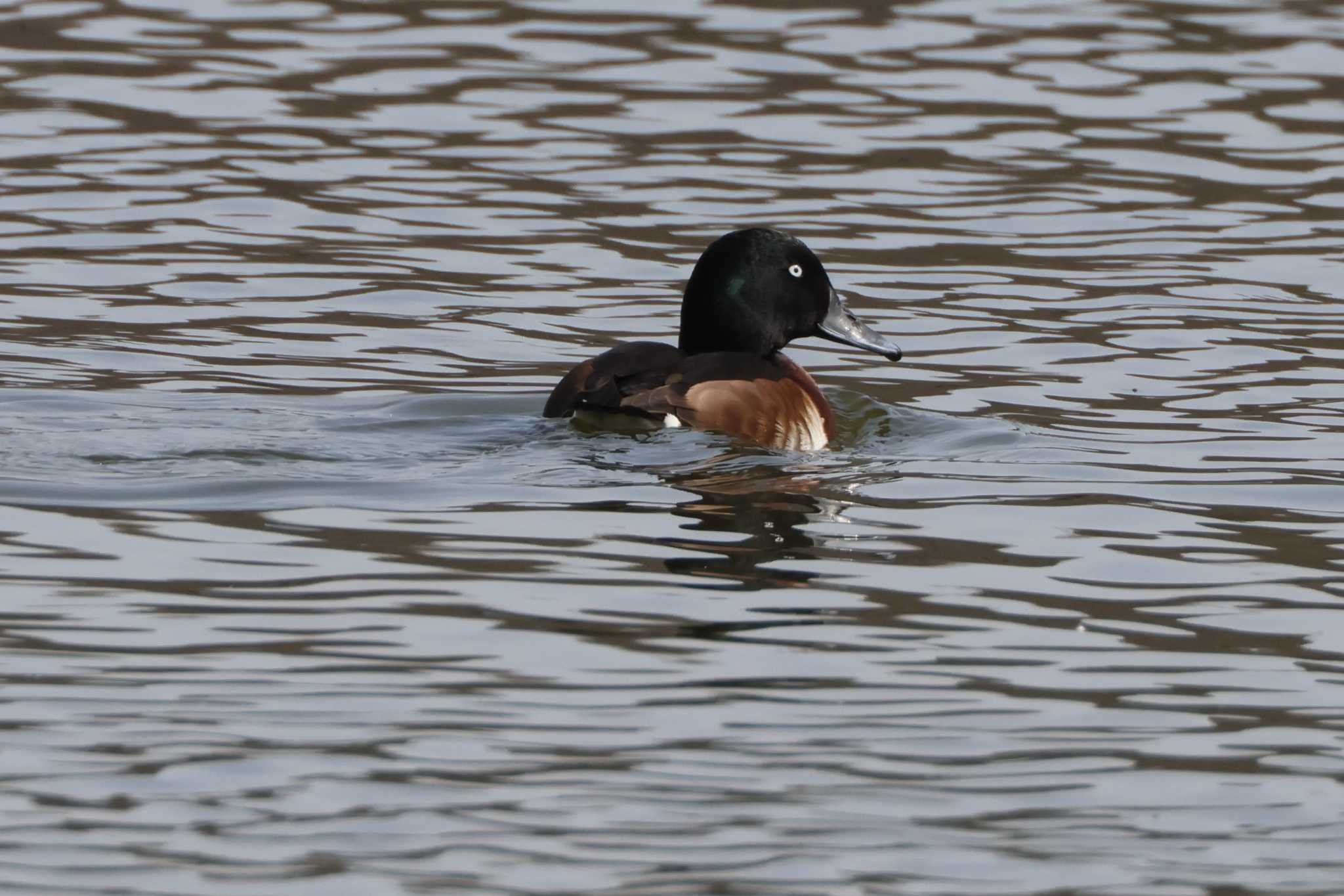 Baer's Pochard