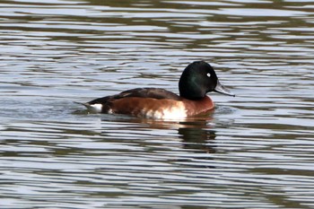 Sat, 3/11/2023 Birding report at 名城公園