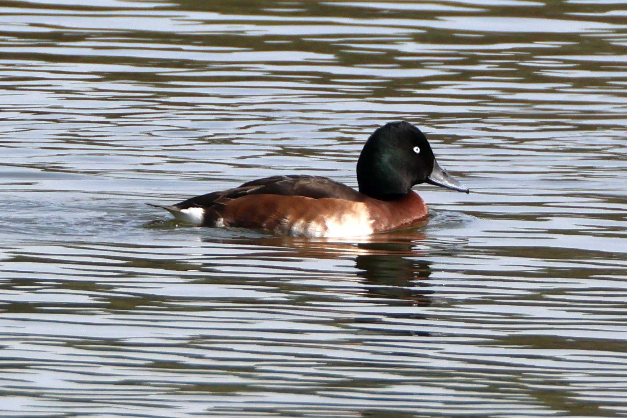 Baer's Pochard