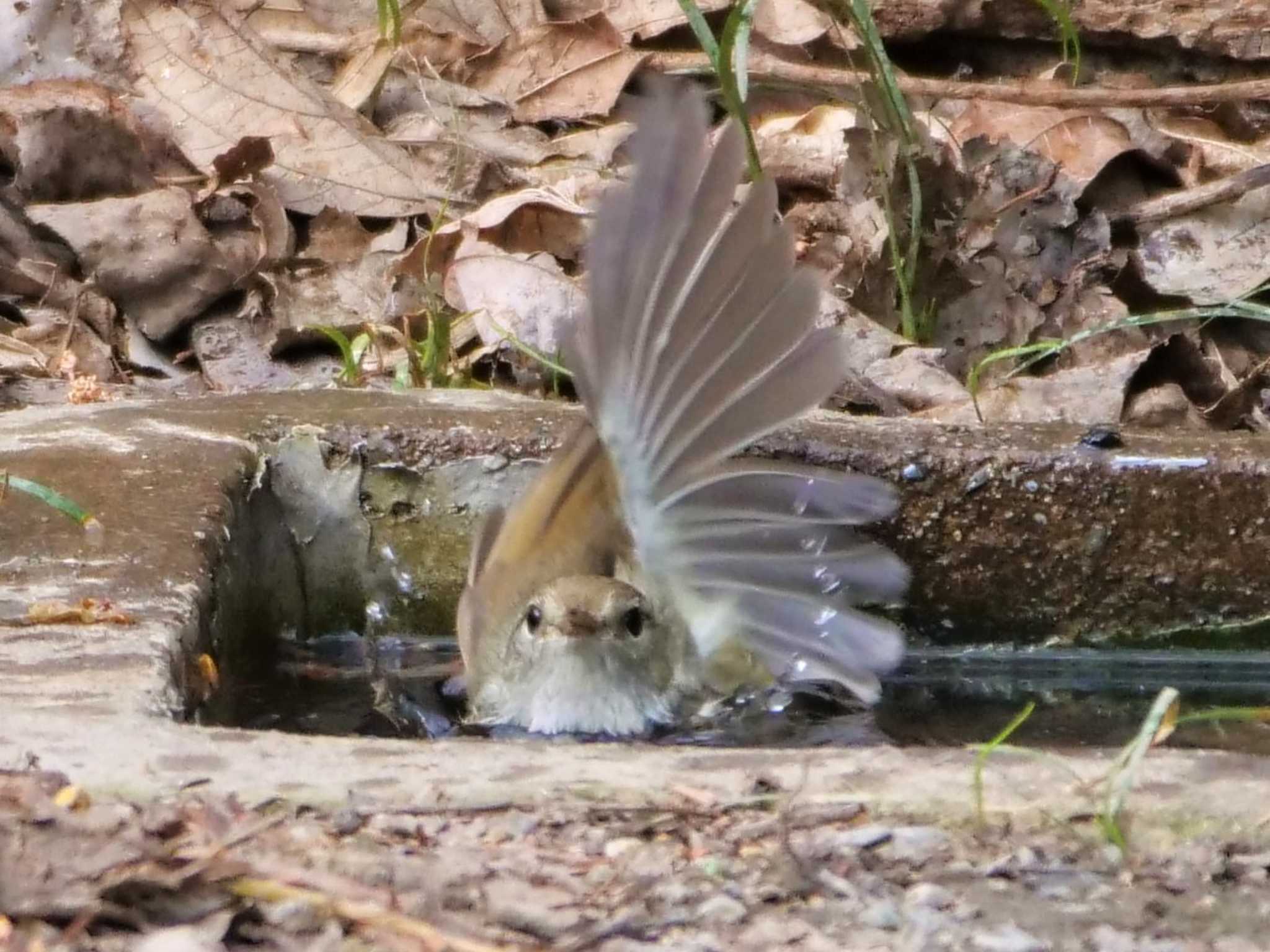 ウグイスの水浴び!!