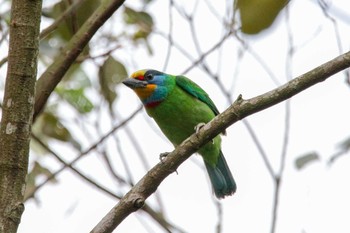 Taiwan Barbet 台湾 Wed, 3/28/2018