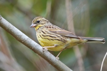 Masked Bunting Maioka Park Sun, 3/12/2023