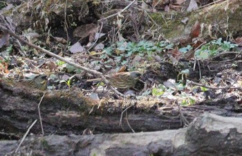 2023年3月11日(土) 各務野自然遺産の森の野鳥観察記録