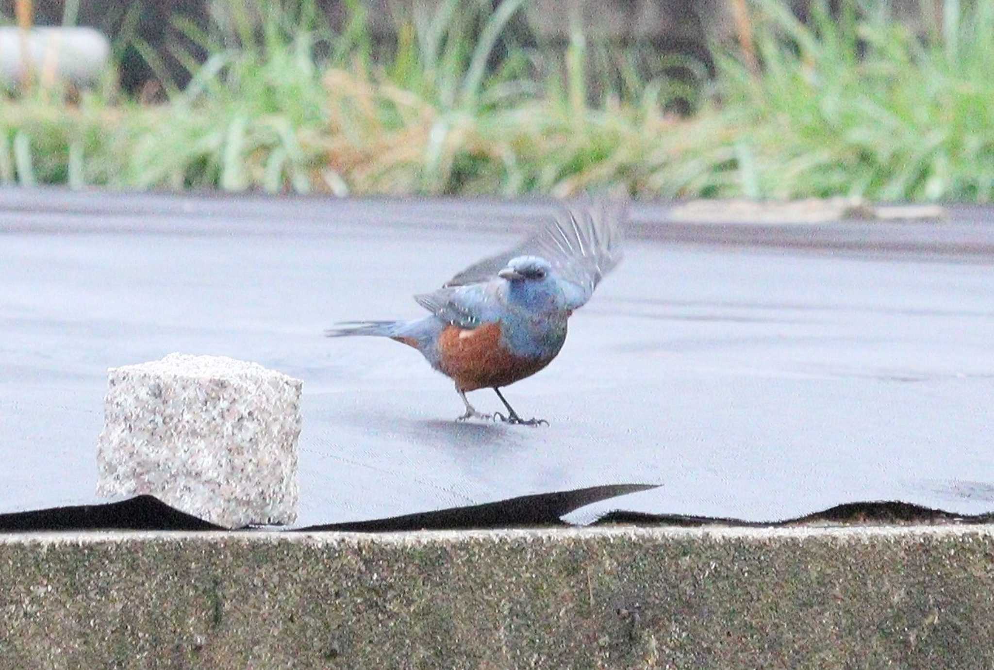 さあ，ご一緒に！春のお祝いを！！