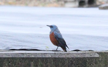 2023年3月28日(火) 自宅の野鳥観察記録