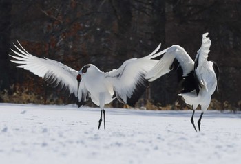 タンチョウ 鶴居村 2023年3月4日(土)