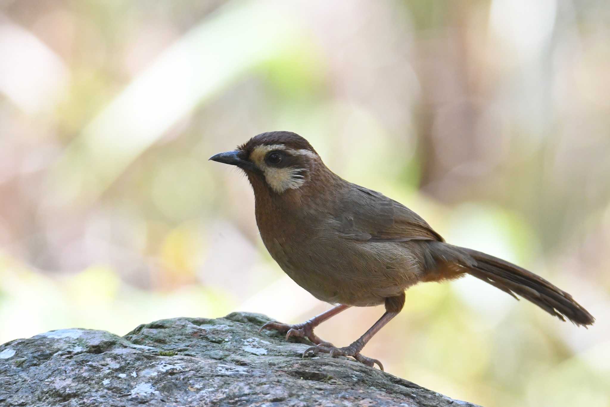 Doi Sanju カオジロガビチョウの写真