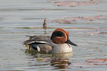 2023年3月12日(日) 大阪府の野鳥観察記録