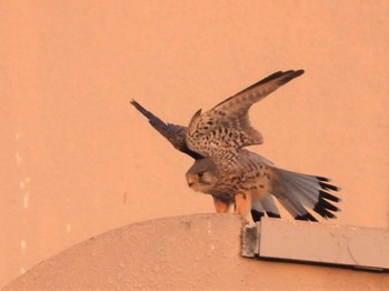 2023年3月11日(土) 見沼たんぼの野鳥観察記録