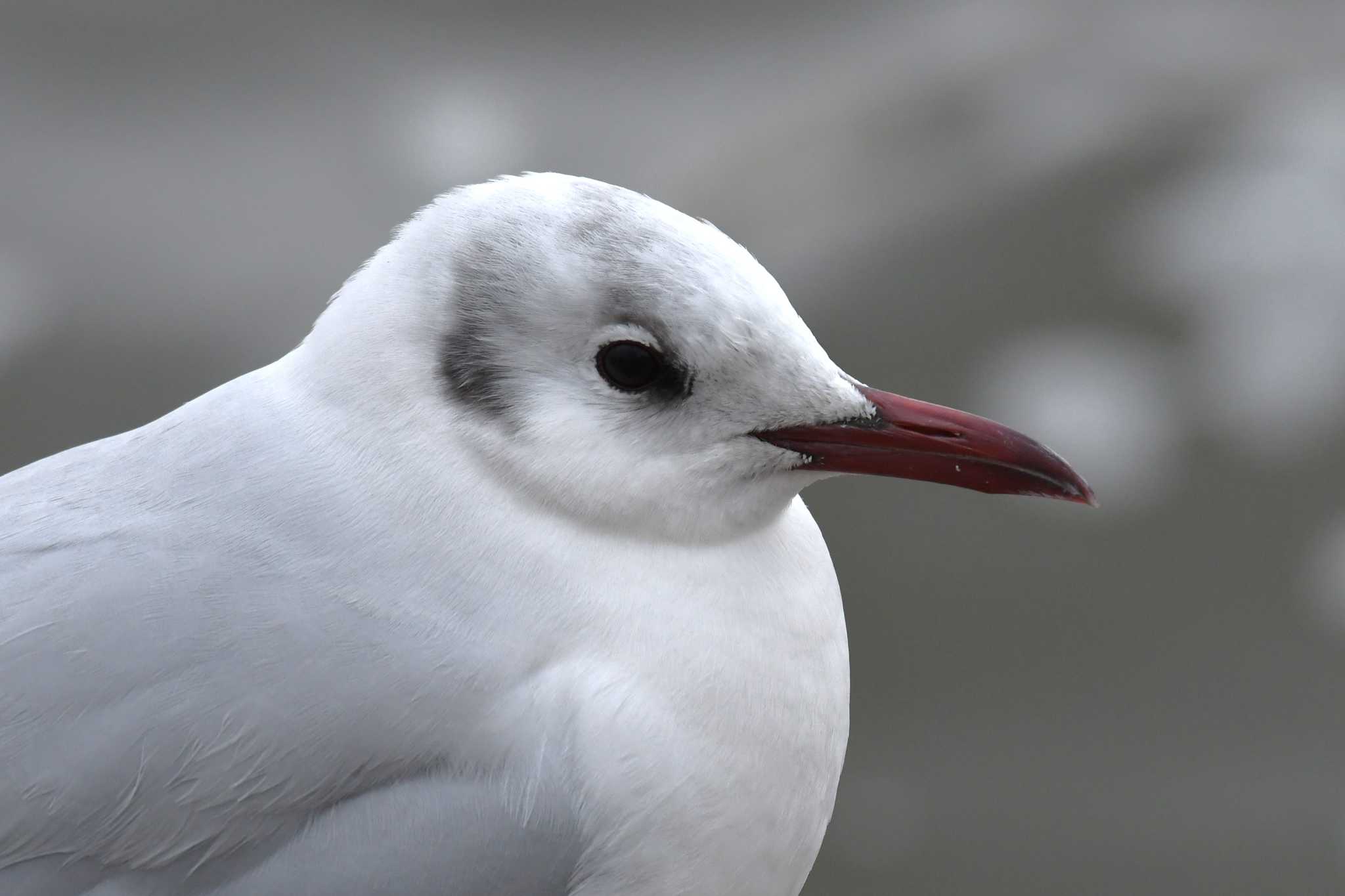 Black-headed Gull