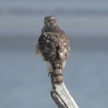 Eurasian Goshawk 葛西海浜公園 Sun, 3/12/2023