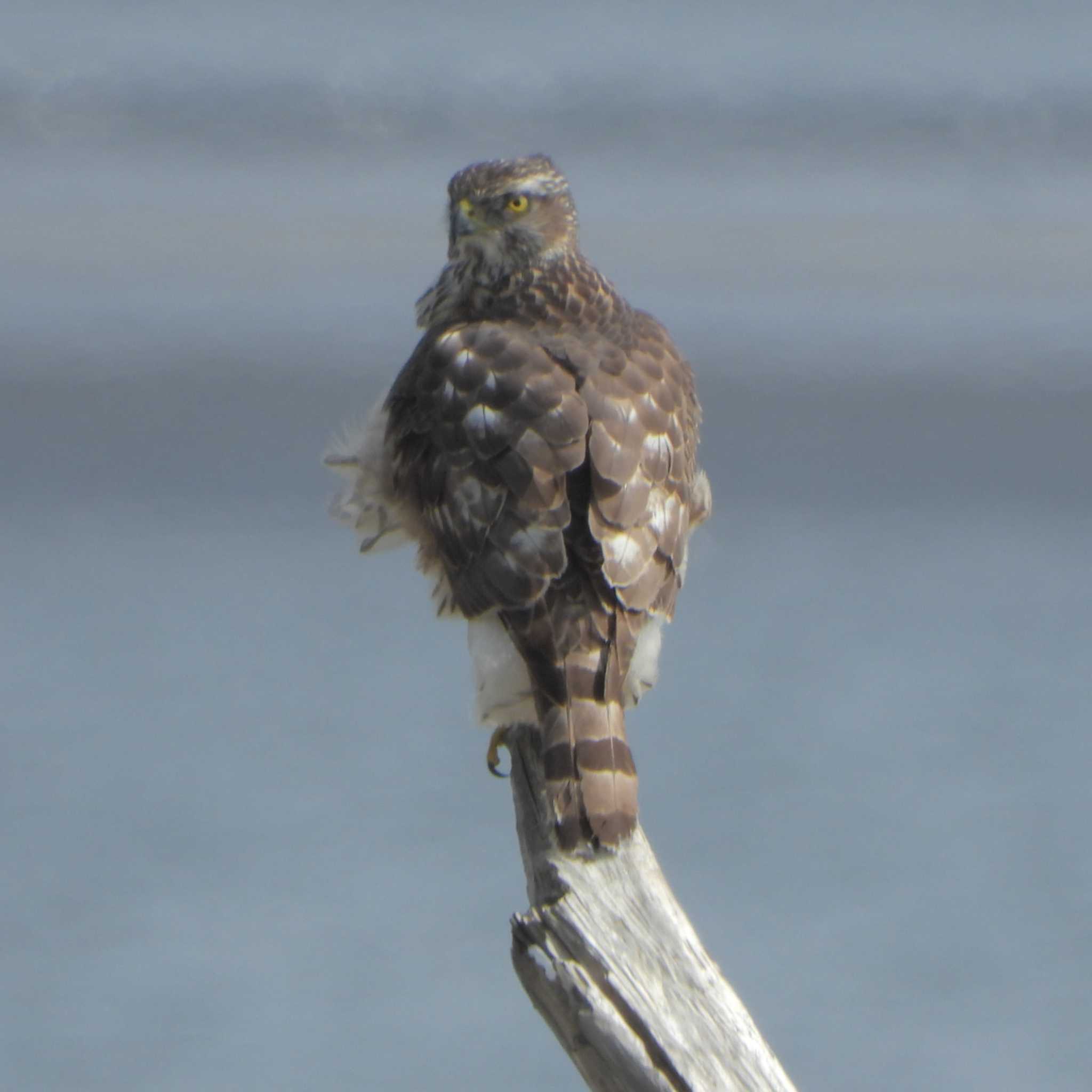 葛西海浜公園 オオタカの写真 by akashi-tai